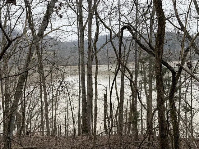 a view of tree covered with tall trees