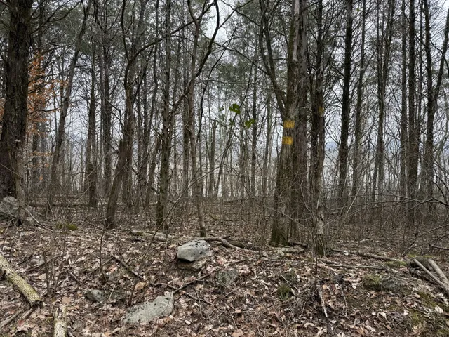 a view of a forest with trees in the background