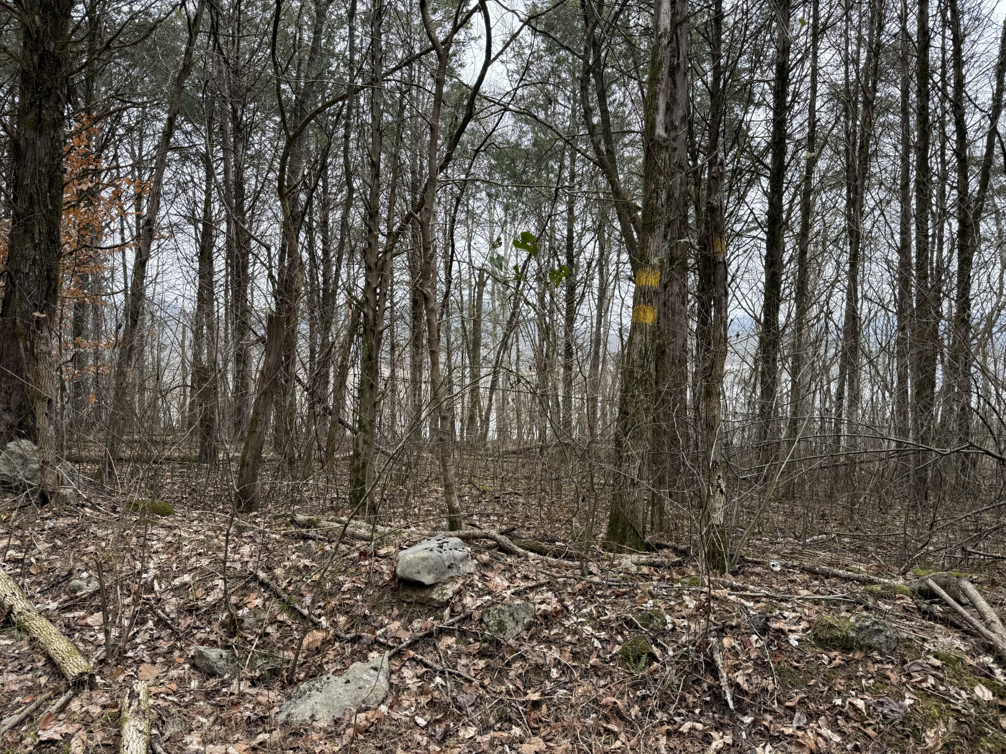 0 Cook Lane Gainesboro, TN 38562 - Photo 13 of 19 a view of a forest with trees in the background