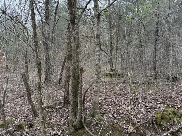 a view of a yard with large trees