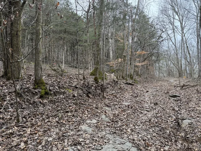 a view of a yard with large trees