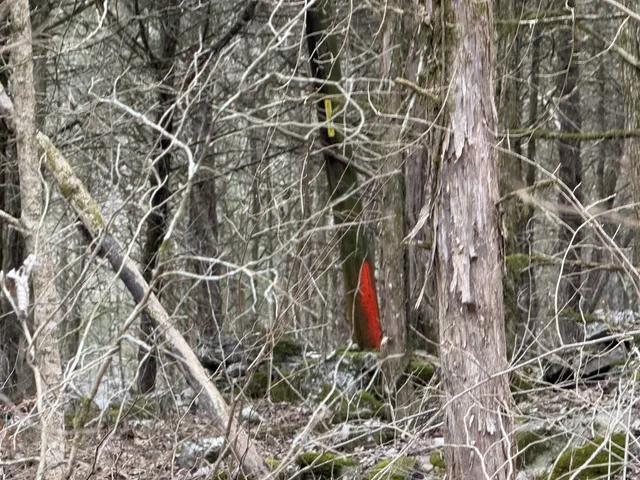 a view of a tree in a yard