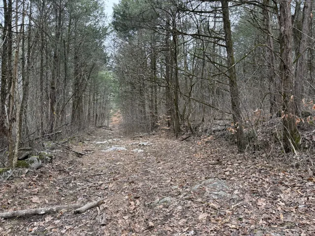 a view of a yard with trees