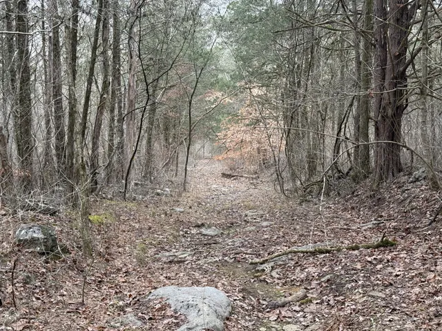 a view of a yard with large trees