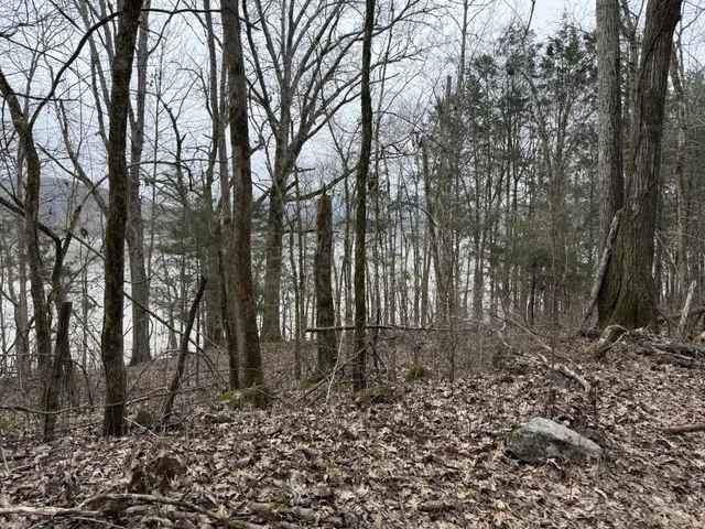 a view of a forest with trees in front of it