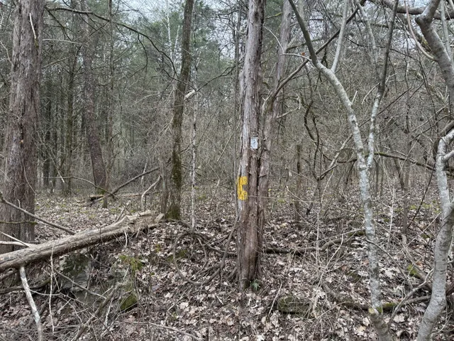 a view of a yard with large trees