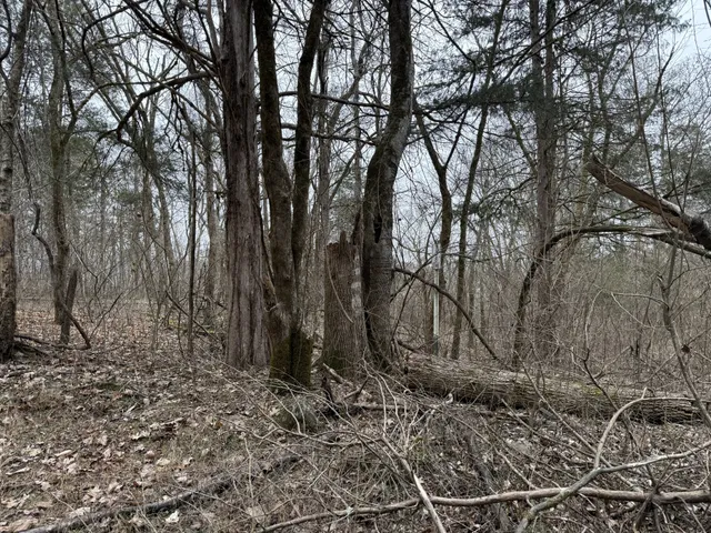 a backyard of a house with lots of trees