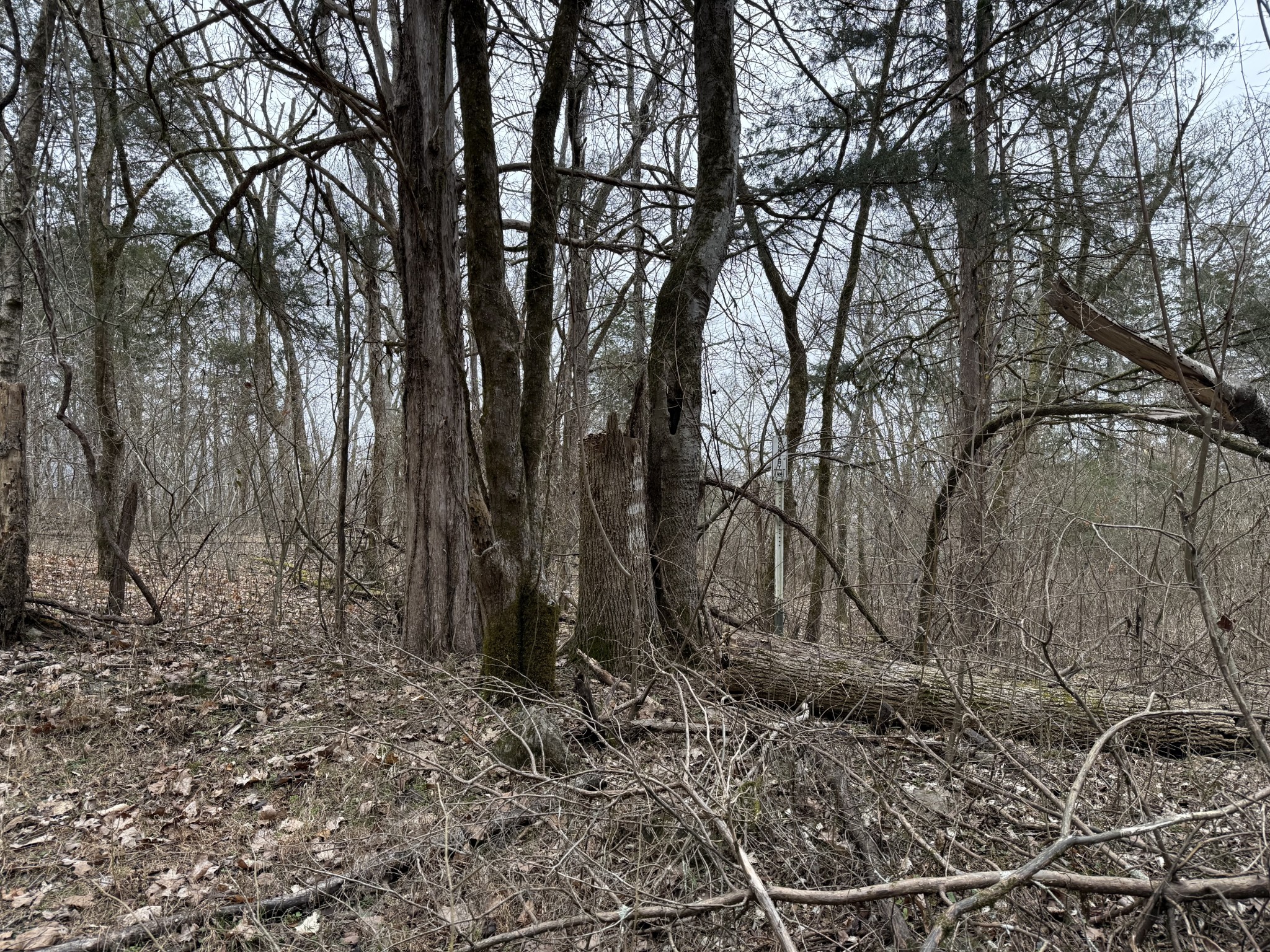 0 Cook Lane Gainesboro, TN 38562 - Photo 10 of 19 a backyard of a house with lots of trees