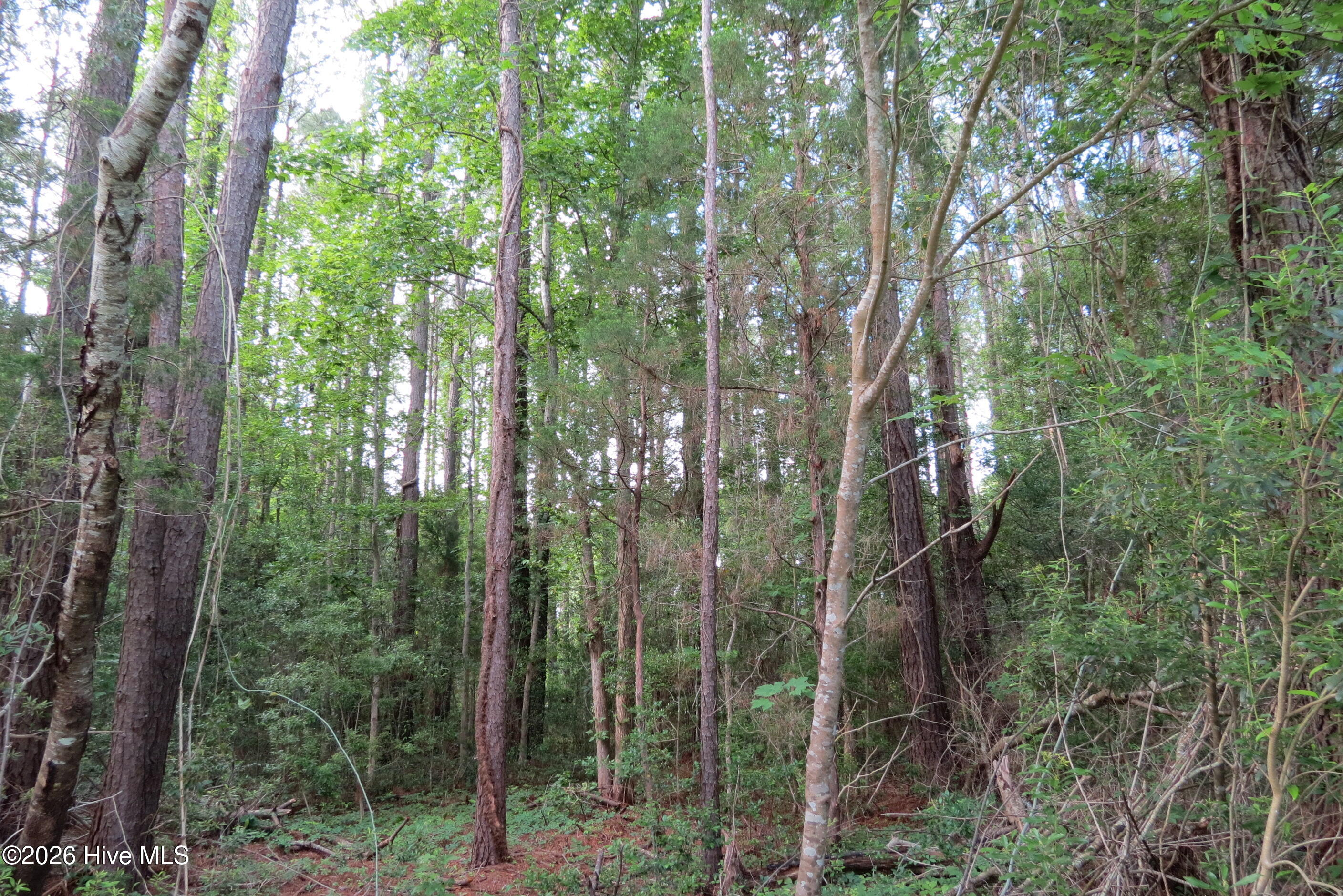 20 Teal Road Merritt, NC 28556 - Photo 5 of 22 Mature trees!