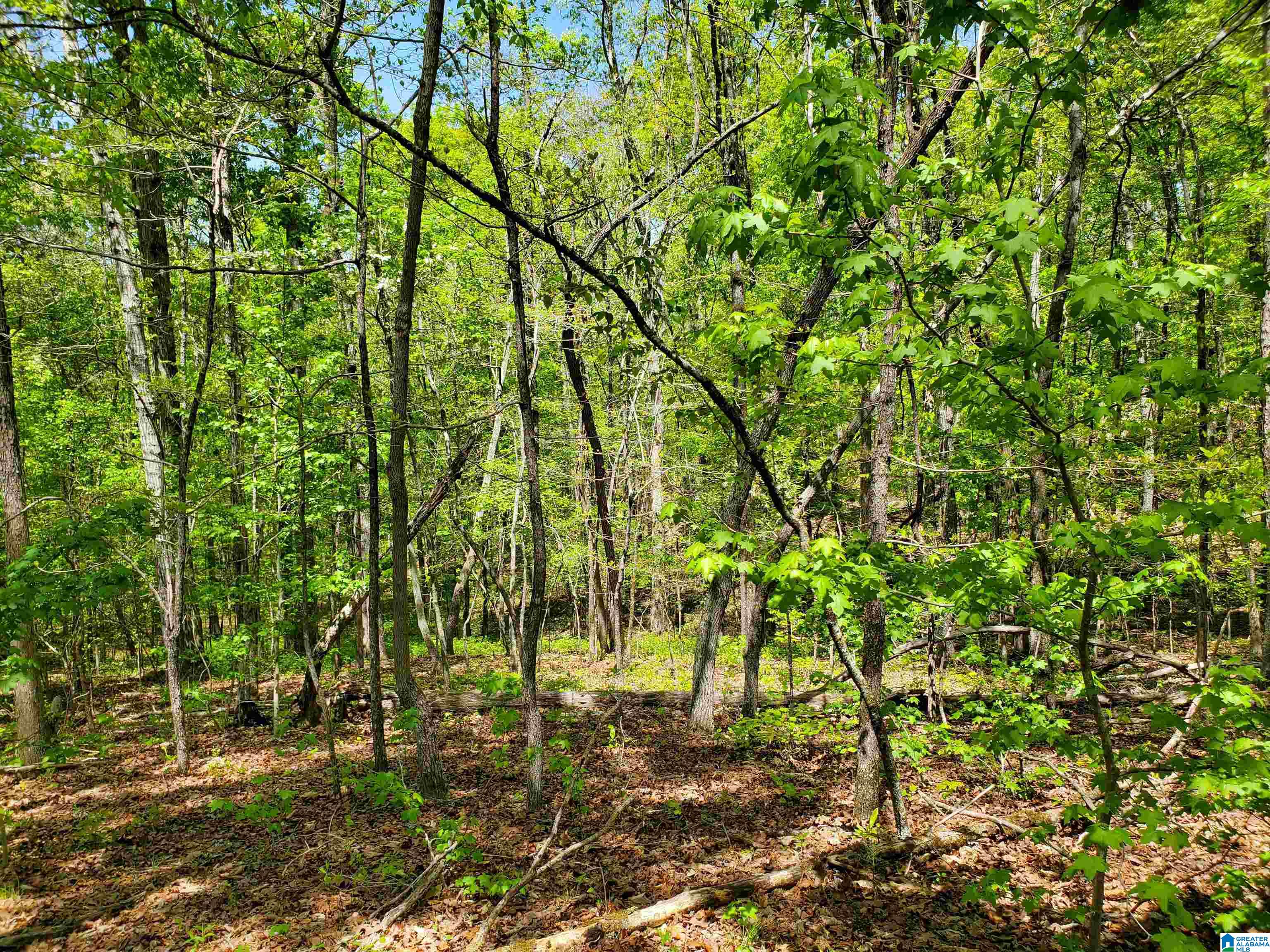 31 County Road Ashville, AL 35953 - Photo 7 of 14