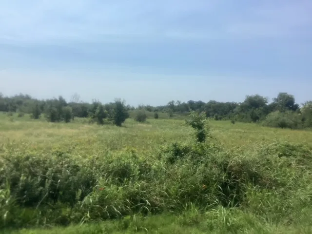 a view of a field with trees in background