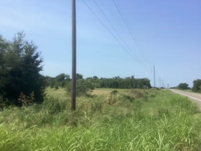 a view of a field with a tree