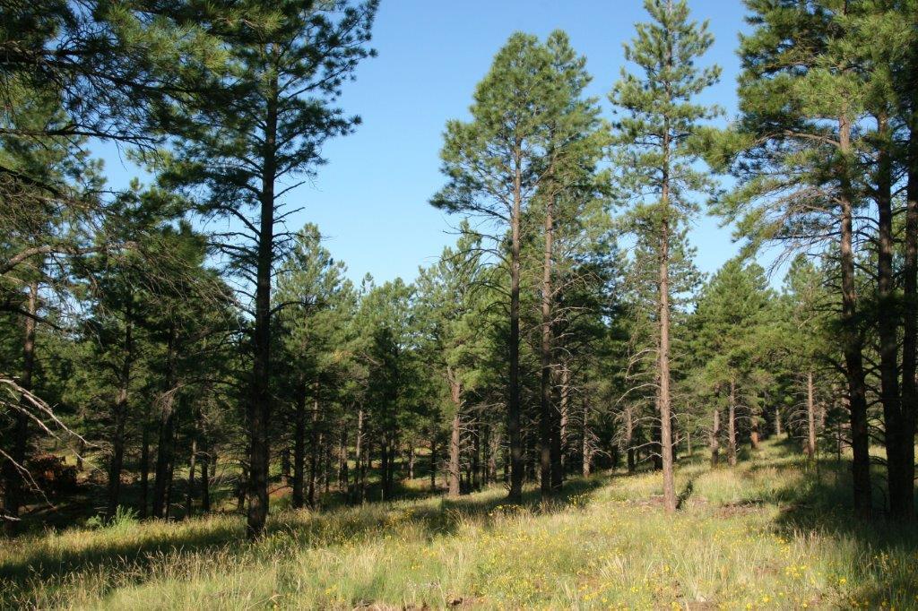 7337 Forest Service 122 Road Happy Jack, AZ 86024 - Photo 4 of 33