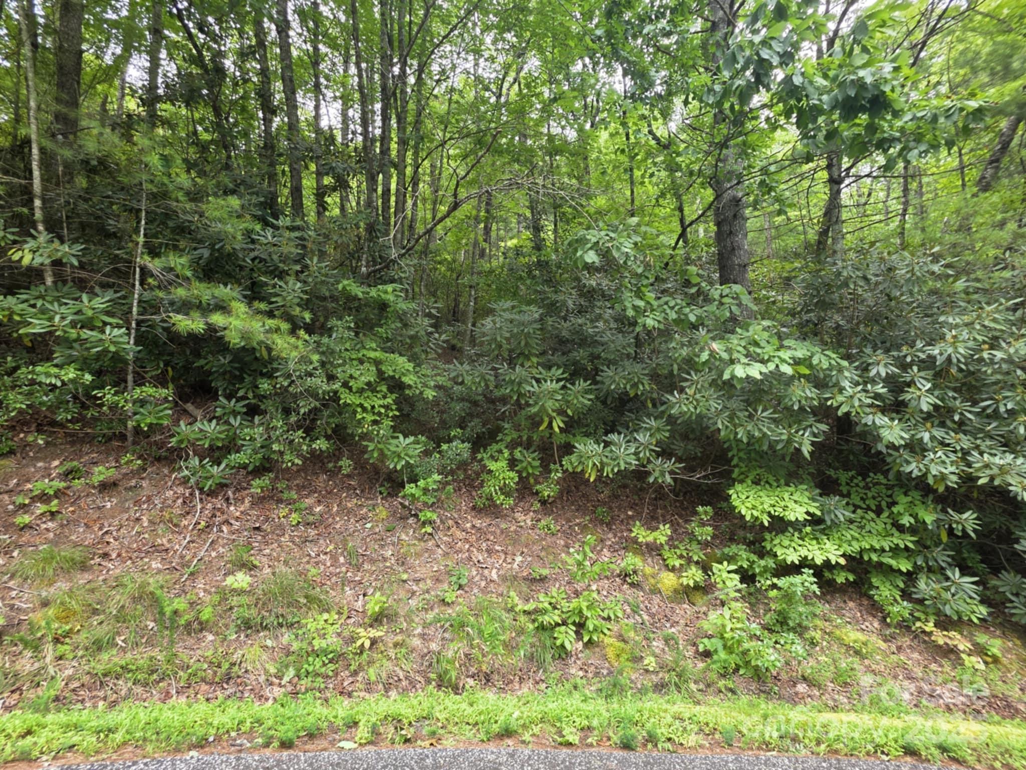Lot 12 Deer Ridge Trail, Unit 12 Marion, NC 28752 - Photo 2 of 6 a view of a forest with lots of trees