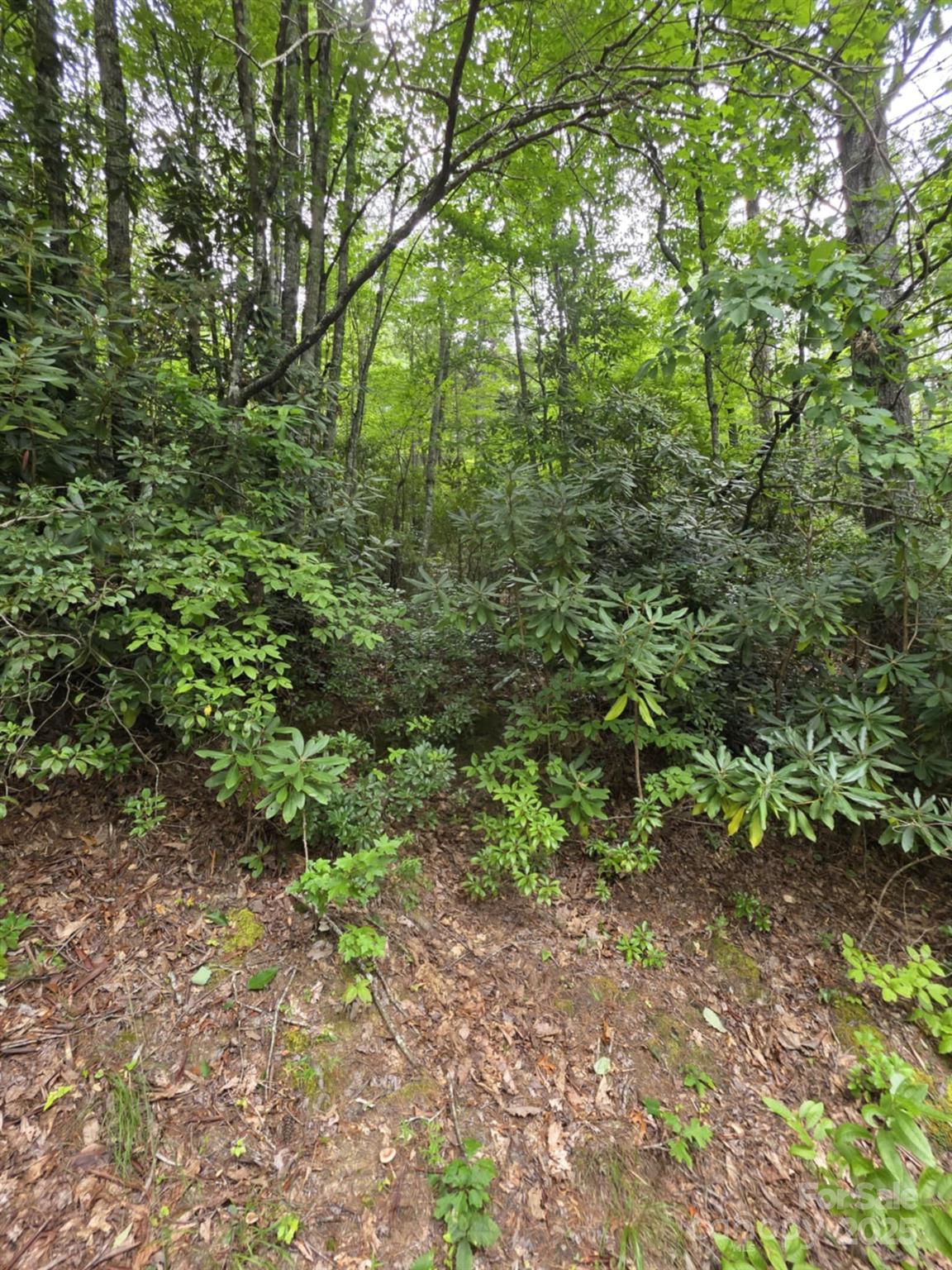 Lot 12 Deer Ridge Trail, Unit 12 Marion, NC 28752 - Photo 5 of 6 a view of a lush green forest