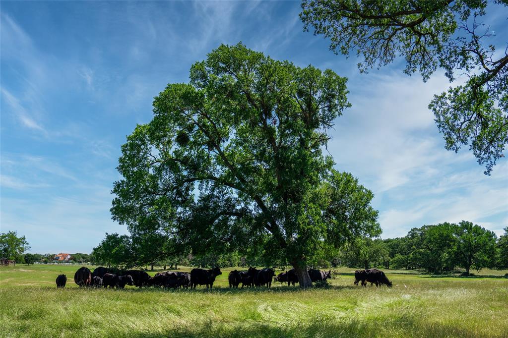 5200 Cross Timbers Road Flower Mound, TX 75028 - Photo 16 of 17 a view of backyard with green space