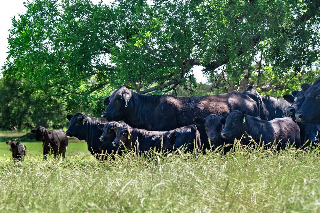 5200 Cross Timbers Road Flower Mound, TX 75028 - Photo 4 of 17 a view of yard with green space