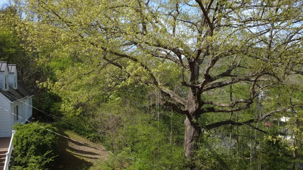 a view of tree
