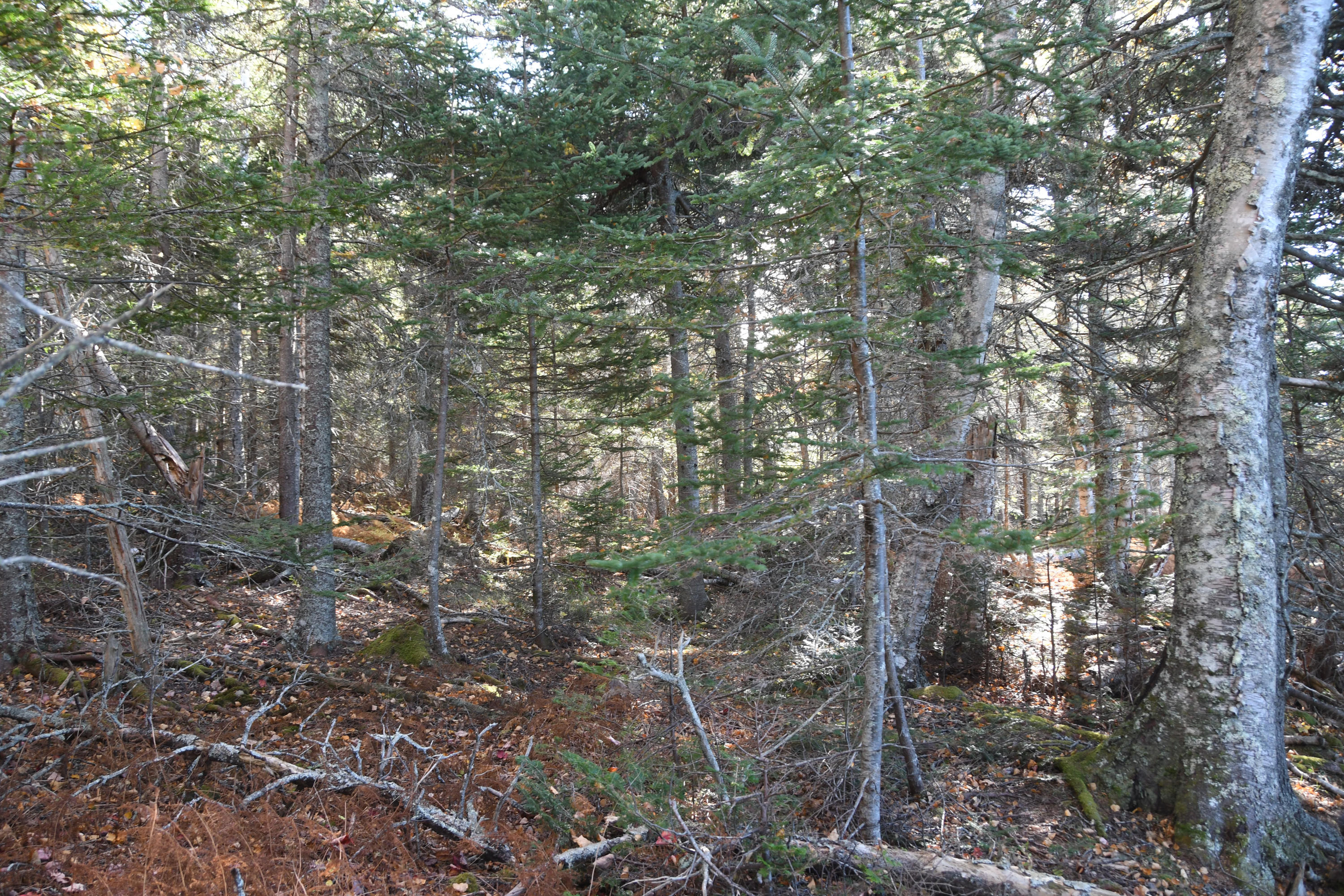 01 North Deer Isle Road Deer Isle, ME 04627 - Photo 32 of 34 20171021_AnneKeck_037