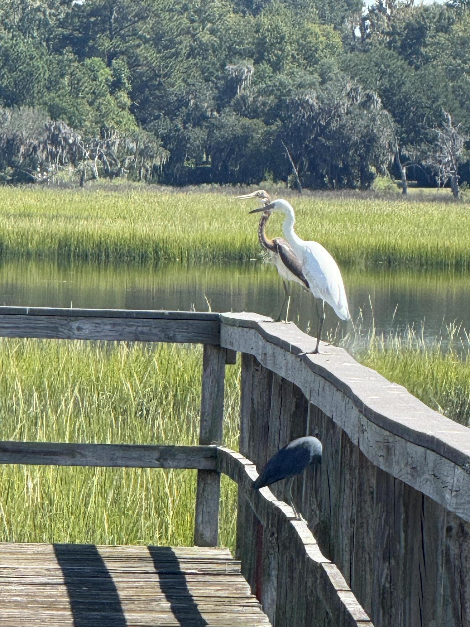 212 Bull Point Drive Seabrook, SC 29940 - Photo 11 of 23 IMG_6237
