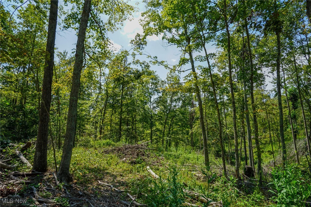 Blackfork Road Oak Hill, OH 45656 - Photo 9 of 24 View of landscape