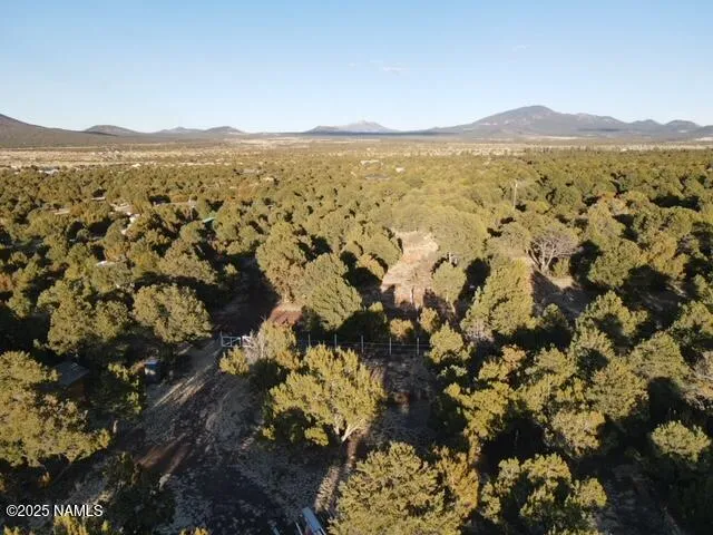 a view of dirt yard with a large tree