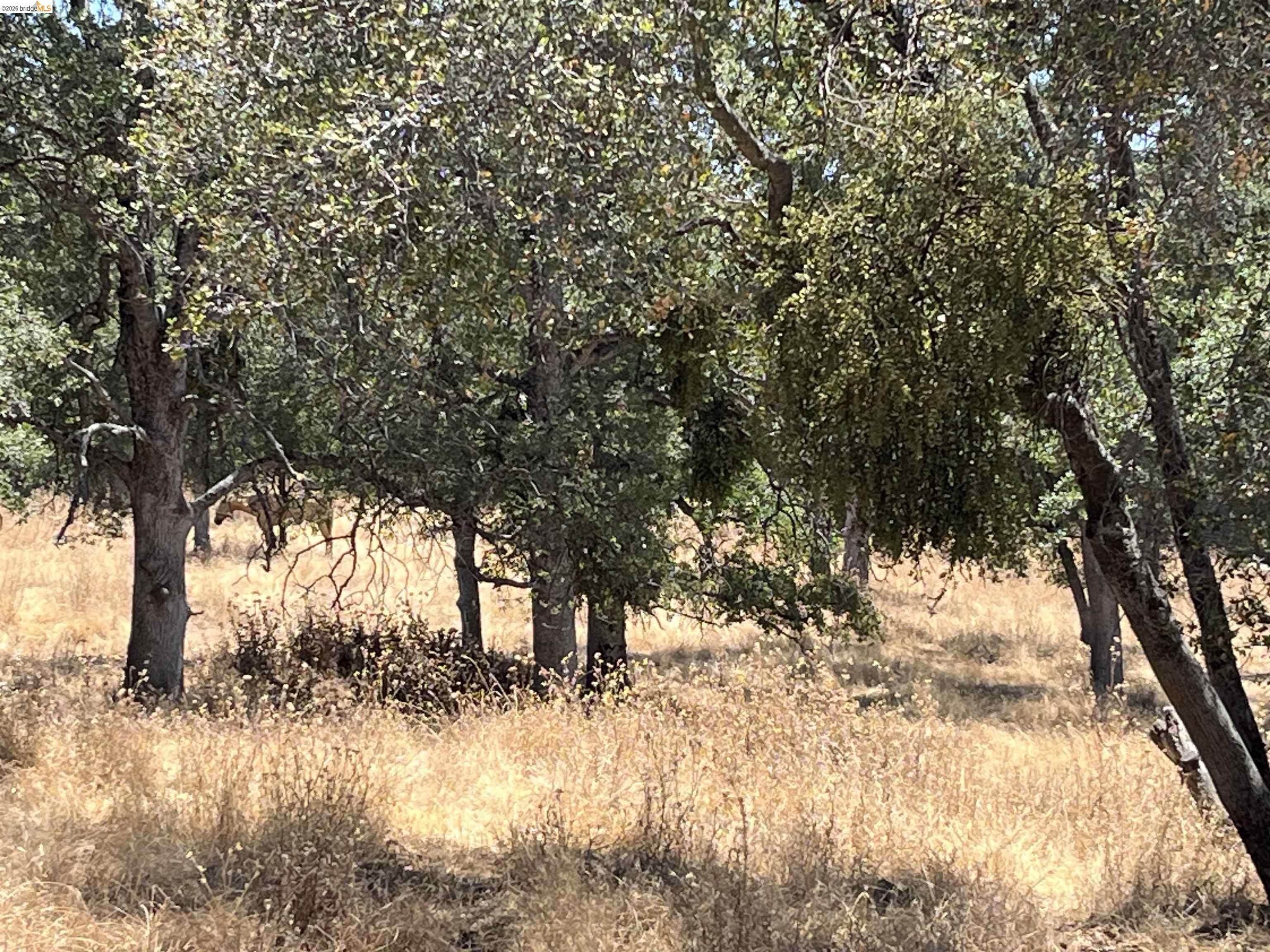 18195 Wards Ferry Road Sonora, CA 95370 - Photo 57 of 67 Mature trees providing natural canopy over a landscape of golden grasses