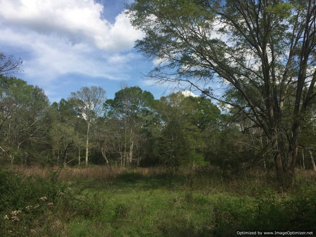 25 Sauls Road Ruth, MS 39662 - Photo 3 of 14 Photo 3