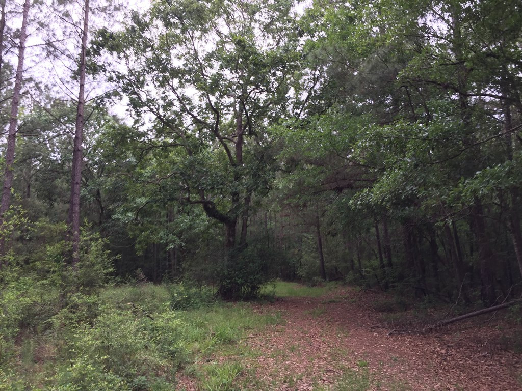 25 Sauls Road Ruth, MS 39662 - Photo 10 of 14 Photo 10