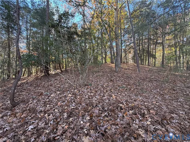 a view of a forest with trees in the background