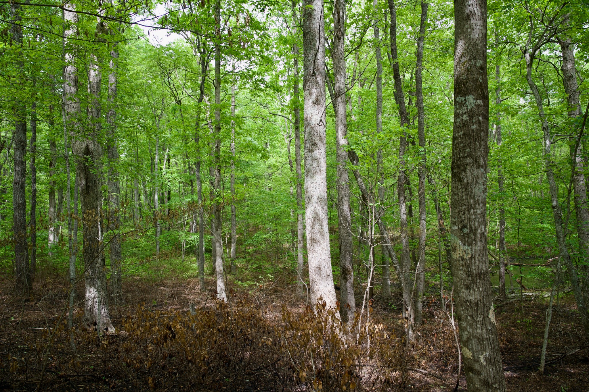 0 Hills Cemetery Road Spencer, TN 38585 - Photo 9 of 19 a view of a forest