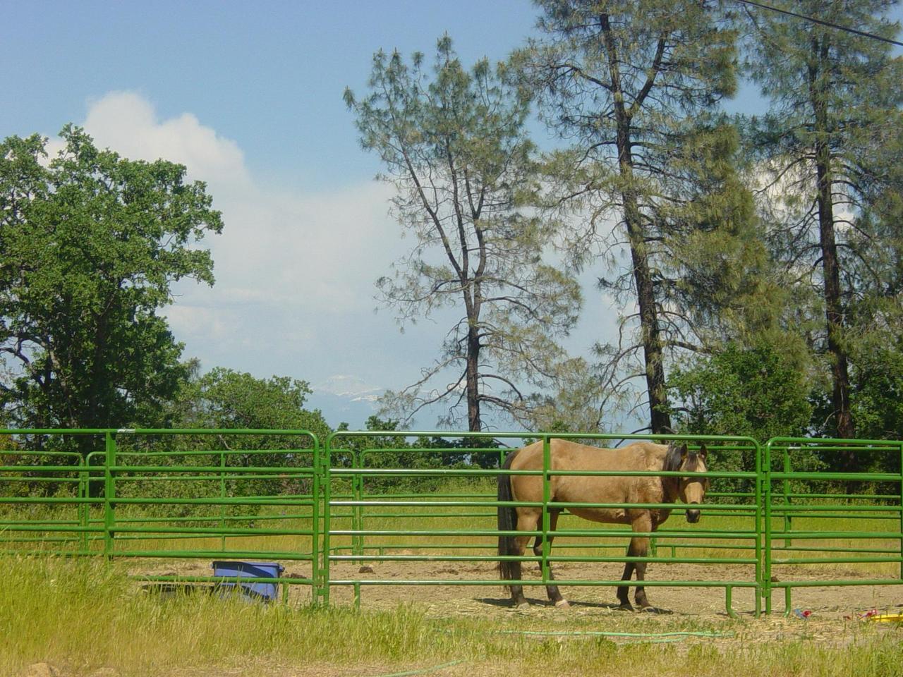 16915 Prentice Road Cottonwood, CA 96022 - Photo 8 of 10 Horse and view