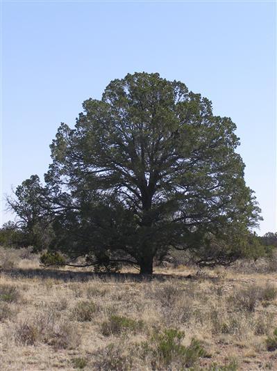 0 North S Rim Ranch Road Williams, AZ 86046 - Photo 2 of 9 Additional Photo