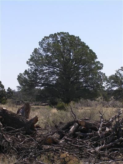 0 North S Rim Ranch Road Williams, AZ 86046 - Photo 5 of 9 Additional Photo