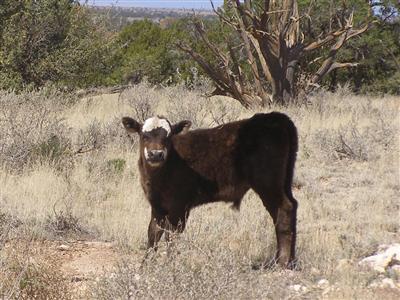 0 North S Rim Ranch Road Williams, AZ 86046 - Photo 9 of 9 Additional Photo