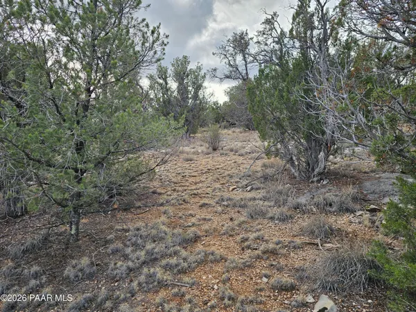 a view of a dry yard with trees