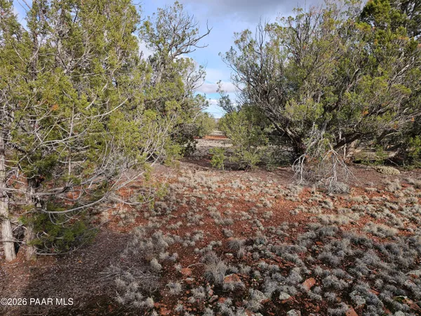 a view of a dry yard with trees
