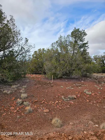 a view of a dry yard with trees