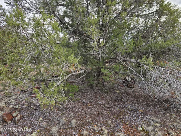 a view of a yard with a tree