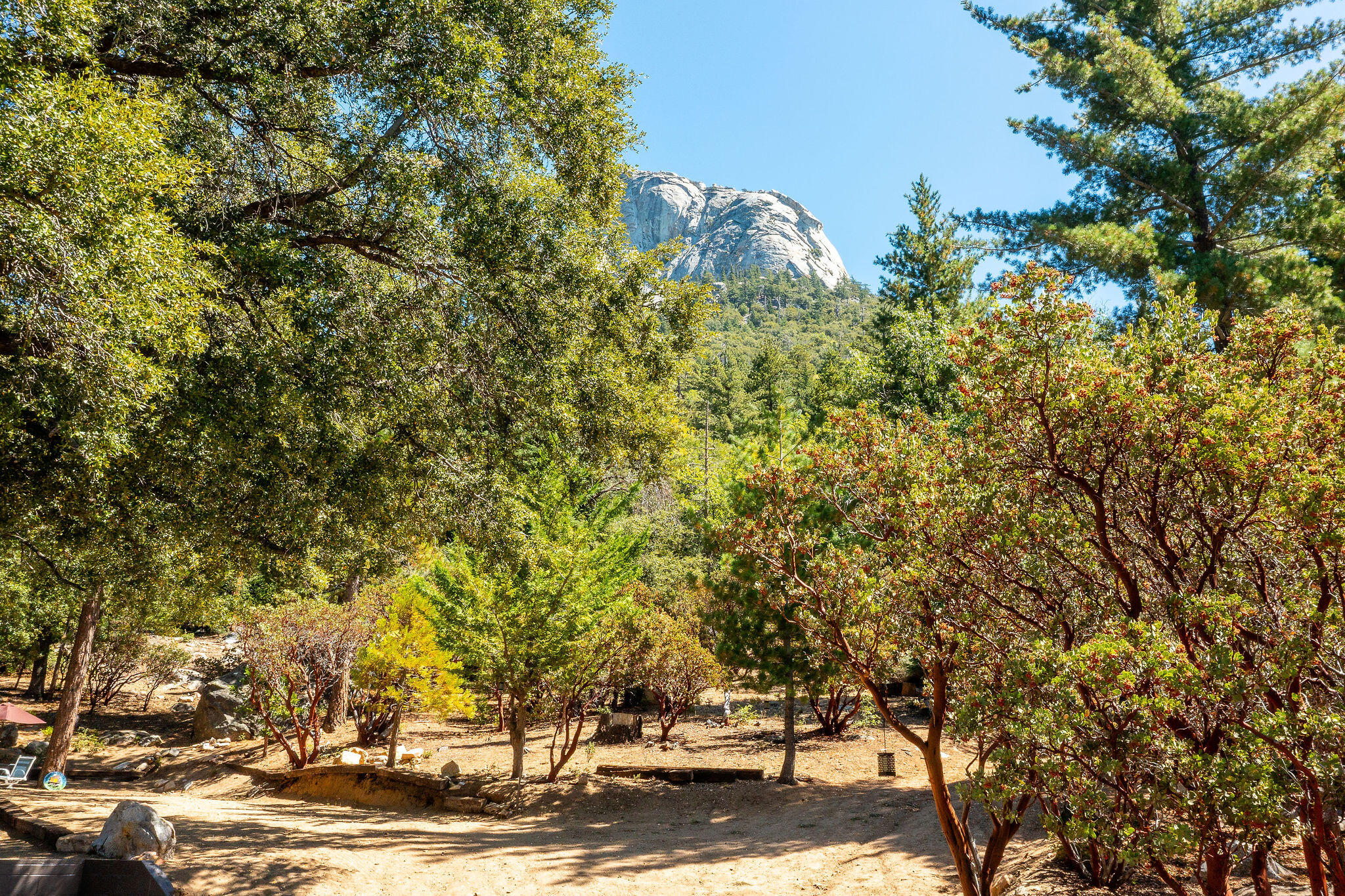 55599 Encino Road Idyllwild, CA 92549 - Photo 56 of 66 a view of a yard with plants and trees