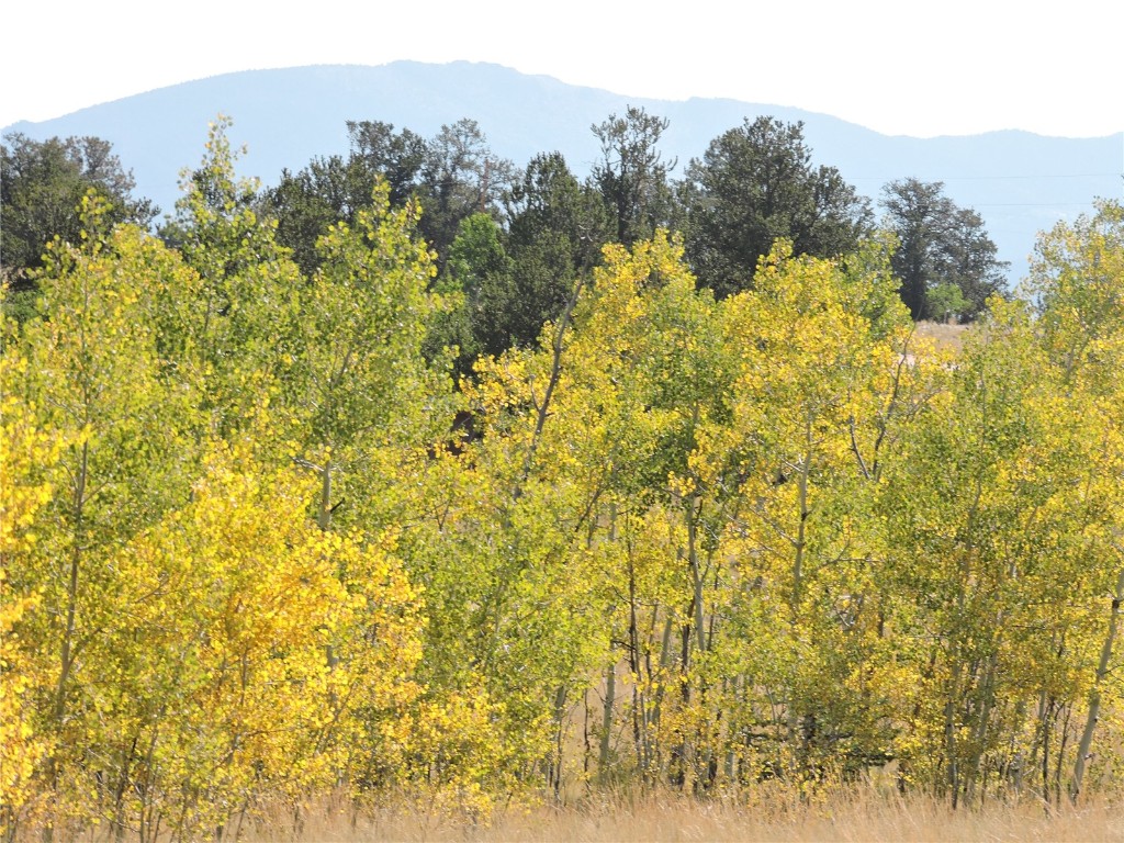 16 Buckshot Trail Como, CO 80432 - Photo 28 of 46 a view of a bunch of trees and bushes