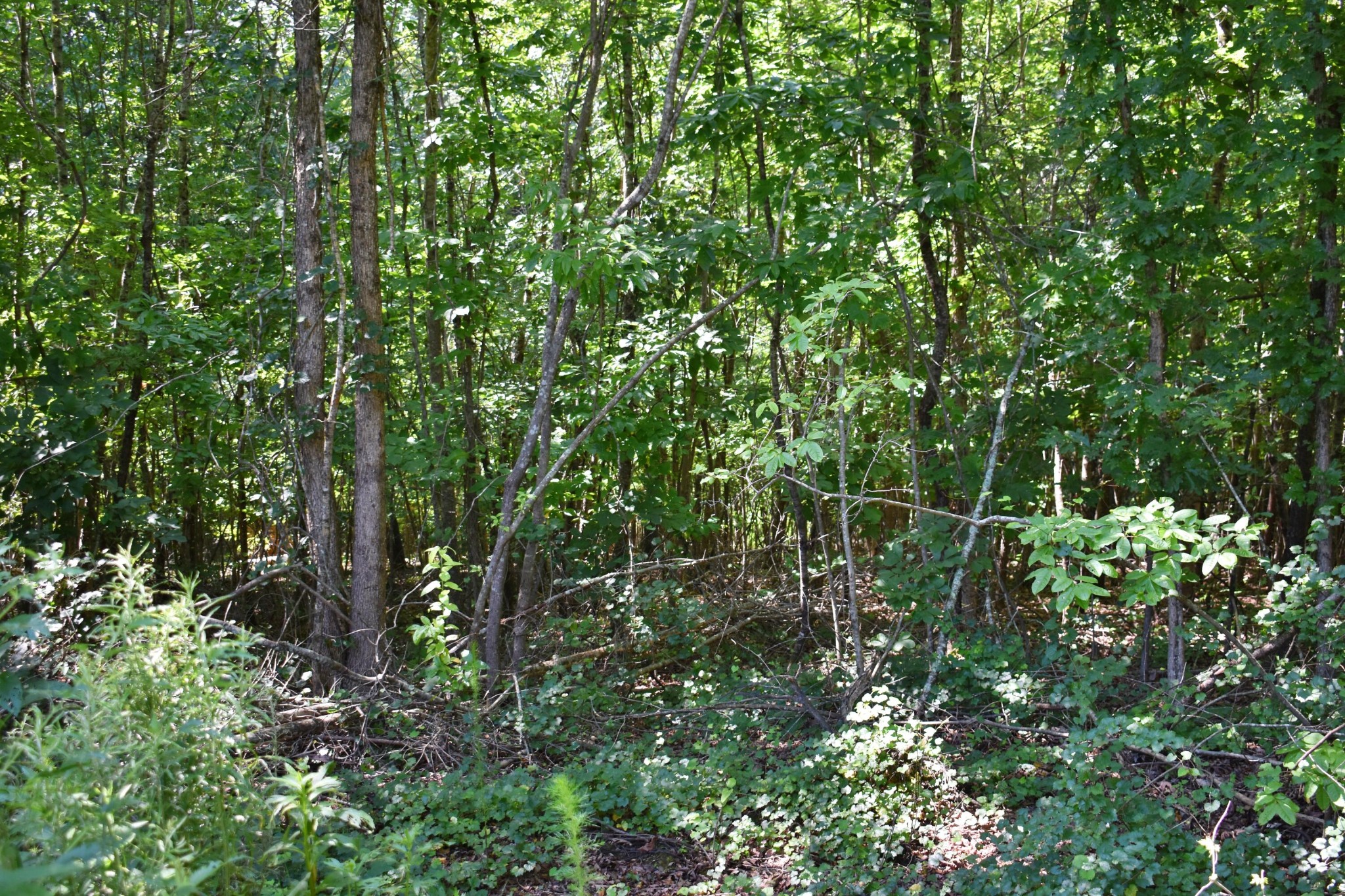 521 Norton Road Philadelphia, TN 37846 - Photo 21 of 42