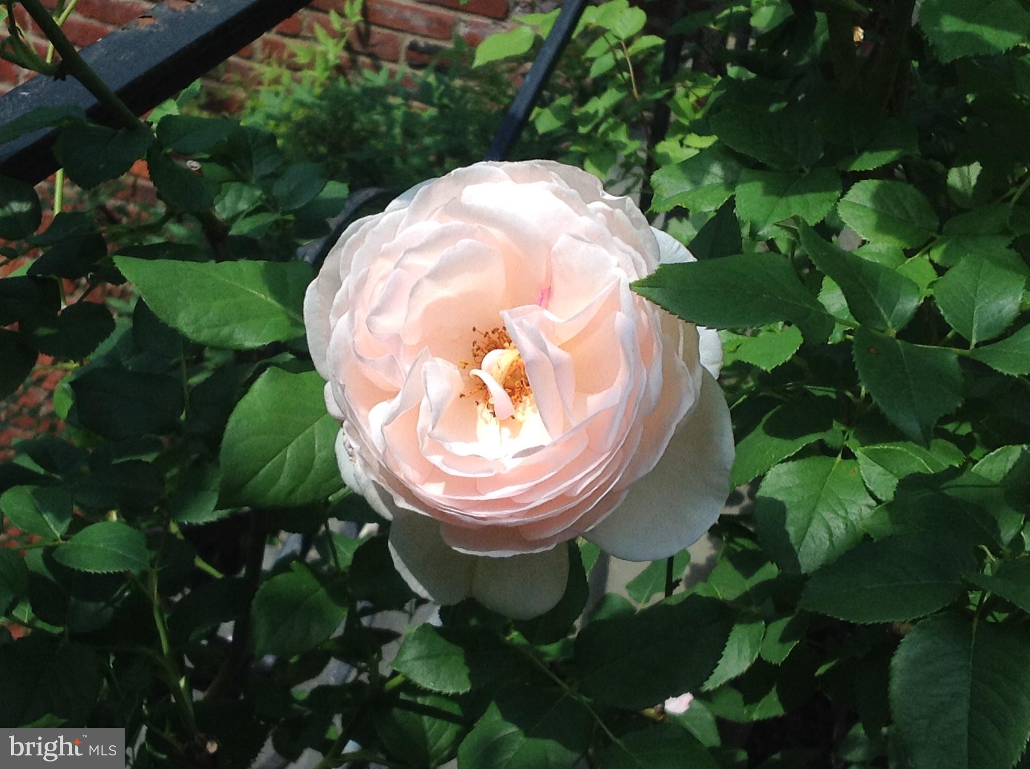 3204 Reservoir Road Northwest Washington, DC 20007 - Photo 11 of 28 Roses in bloom protected from frost