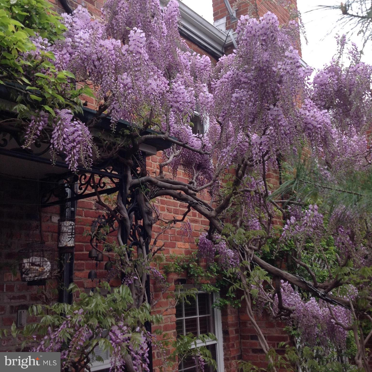 3204 Reservoir Road Northwest Washington, DC 20007 - Photo 12 of 28 Mature glycine wisteria over terrace doors