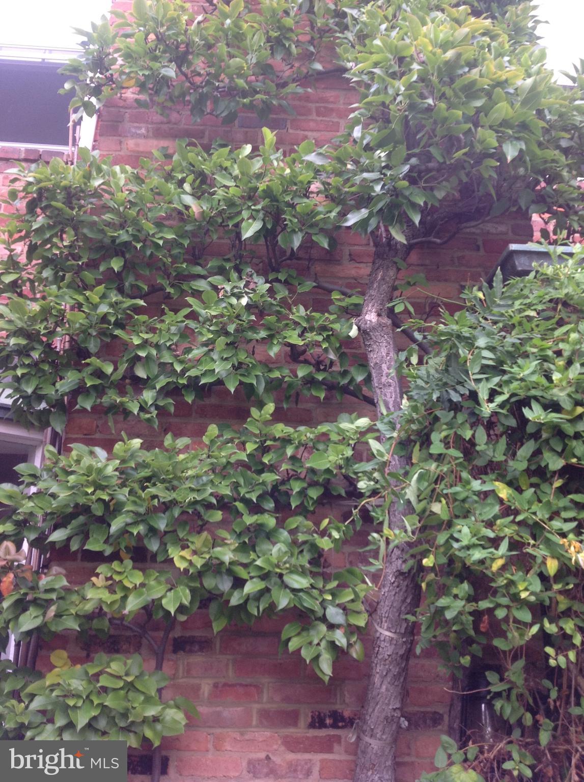3204 Reservoir Road Northwest Washington, DC 20007 - Photo 13 of 28 Espaliered fruit bearing pear tree