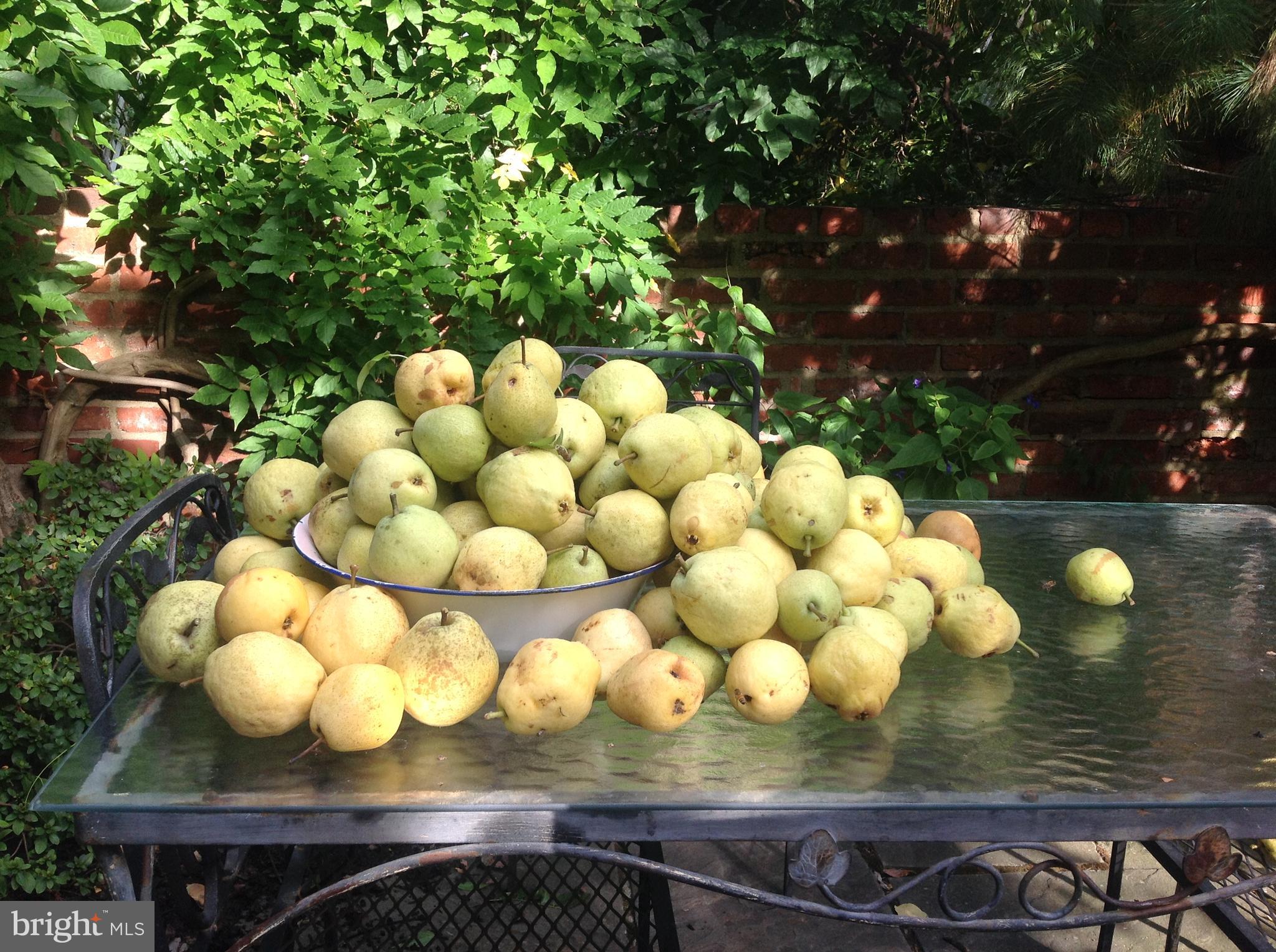 3204 Reservoir Road Northwest Washington, DC 20007 - Photo 14 of 28 Harvest of pear fruit