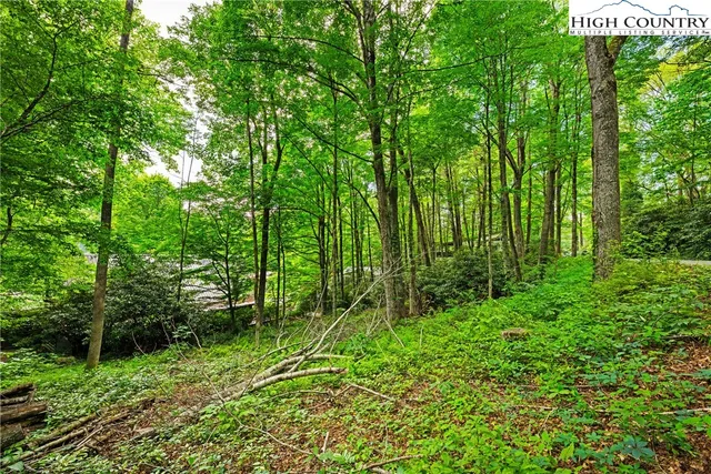 a view of lush green forest