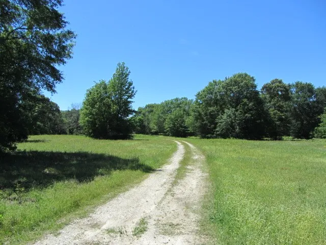 a view of a yard with plants and trees