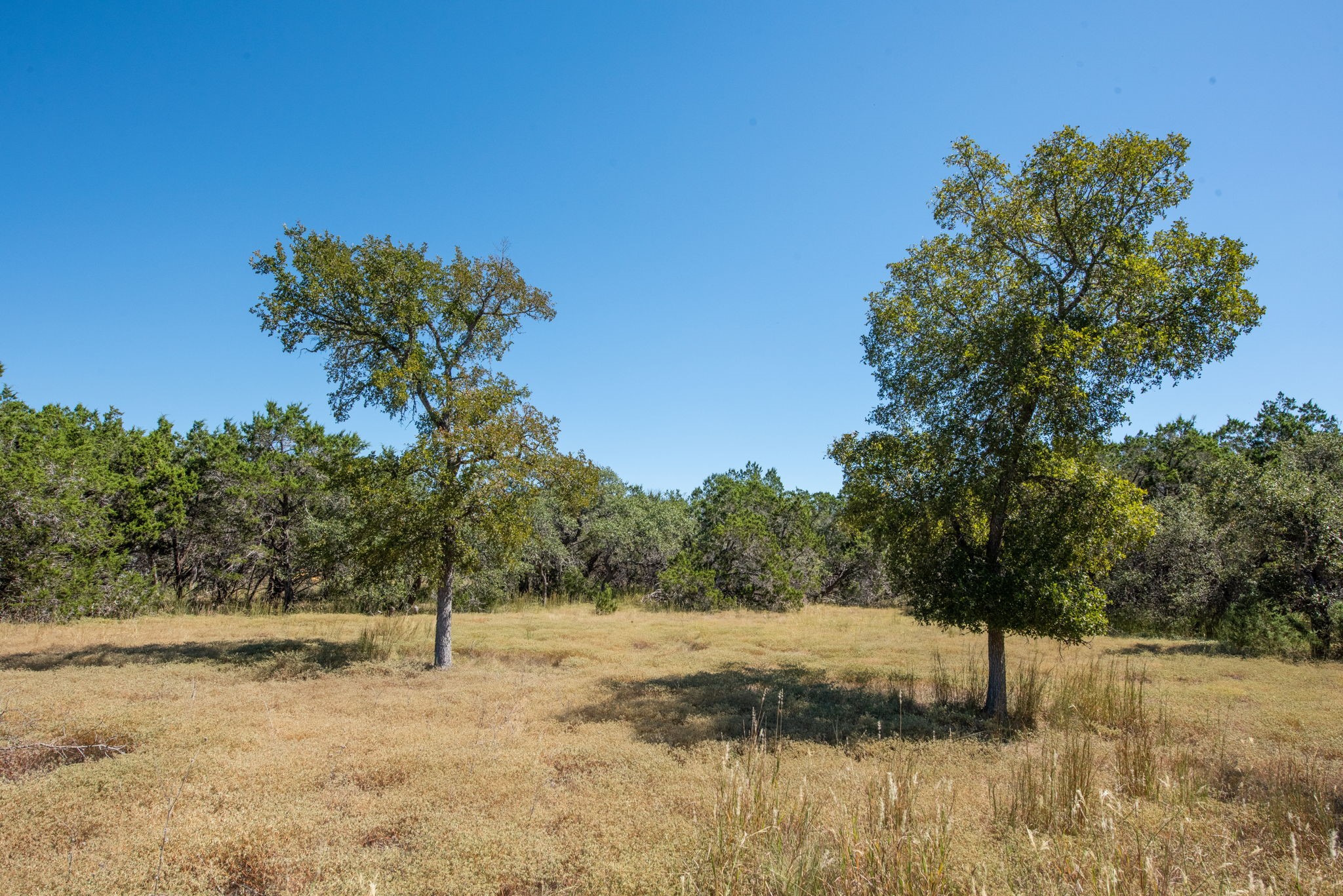 840 Forest View Drive Blanco, TX 78606 - Photo 24 of 32 a view of a yard with a tree