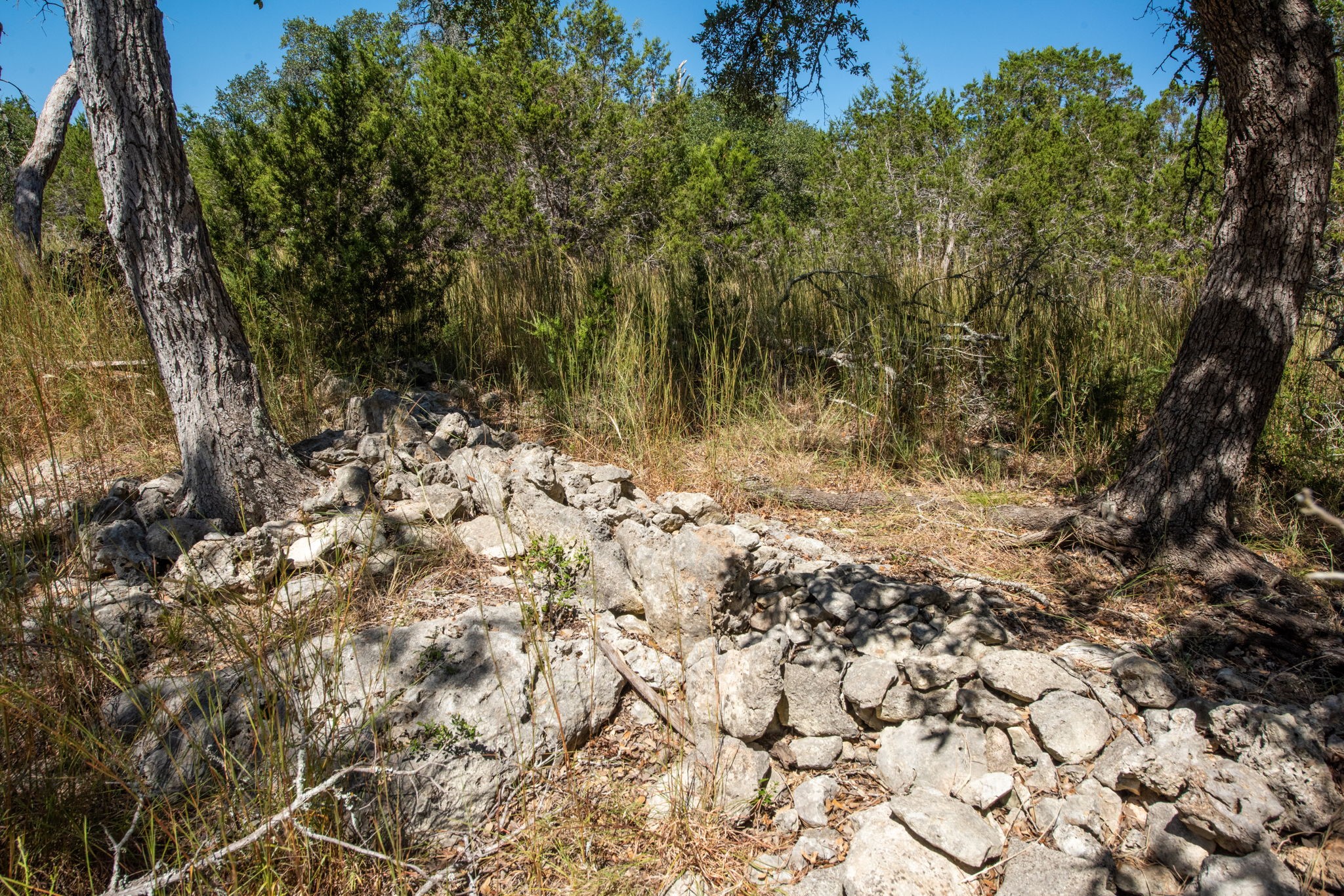 840 Forest View Drive Blanco, TX 78606 - Photo 29 of 32 a view of a yard with a tree